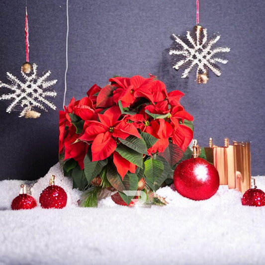 Festive Red Poinsettia in Wicker Basket