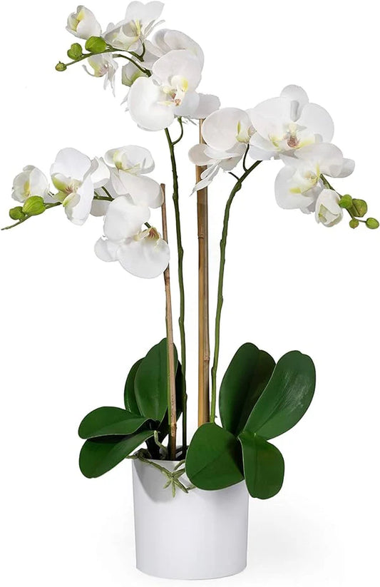 White Orchid Plant