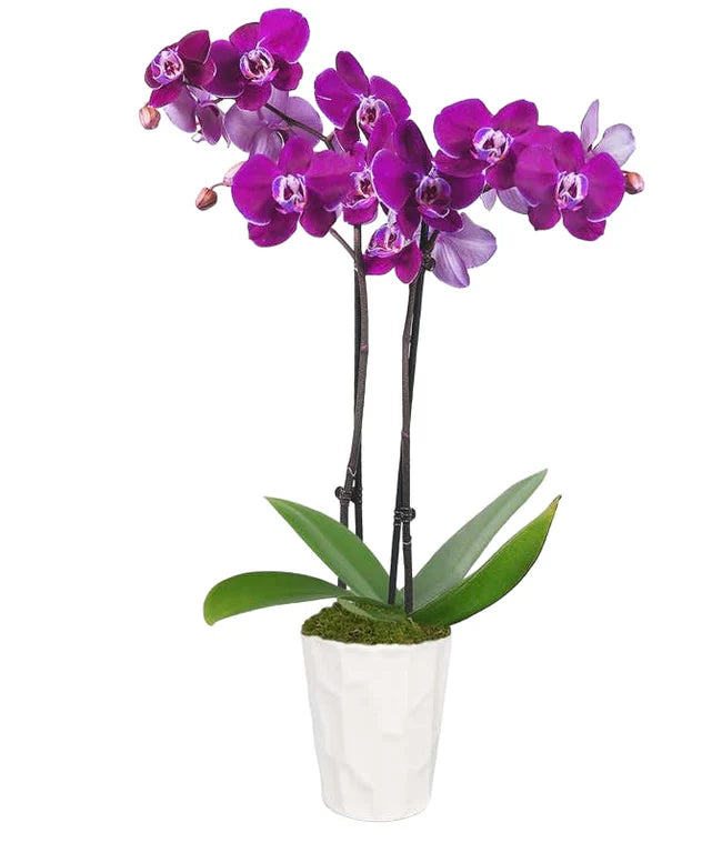 Purple Orchid Plant